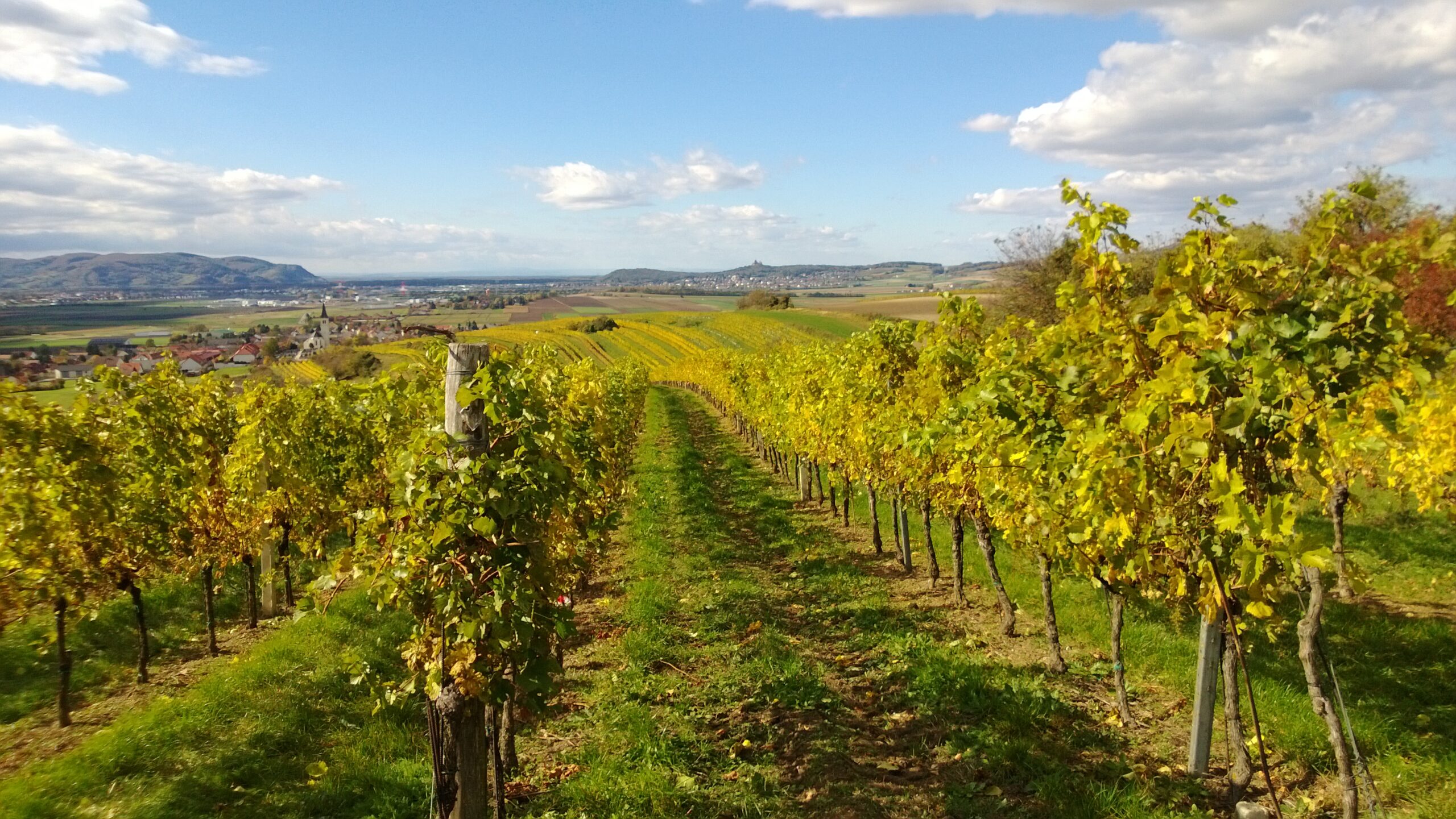 Weingut Pfaffl